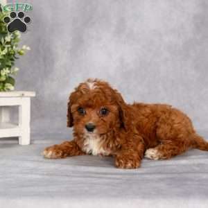 Tucker F1B, Cavapoo Puppy